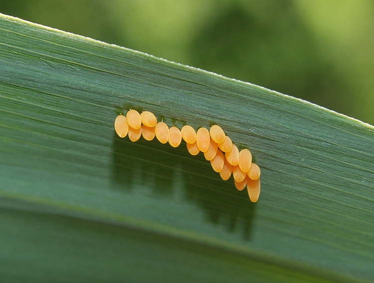 Uova di coccinella?
